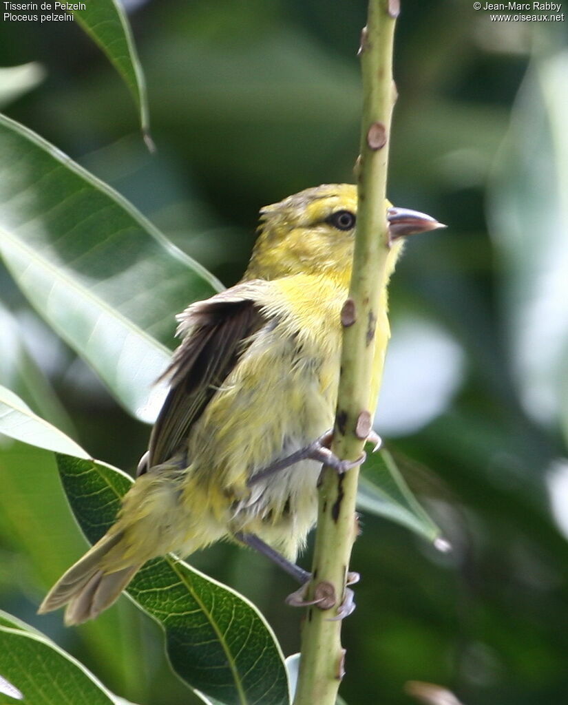 Tisserin de Pelzeln femelle, identification