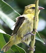 Slender-billed Weaver