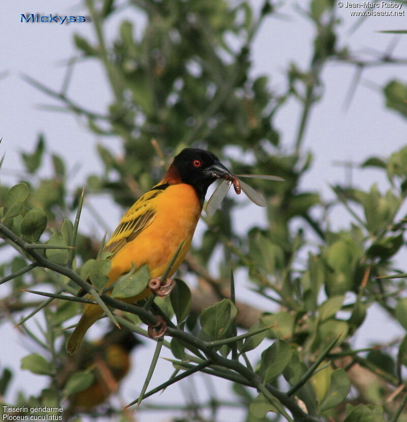 Village Weaver, identification