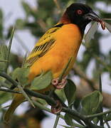 Village Weaver