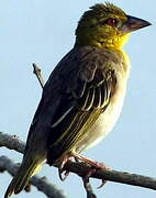 Village Weaver