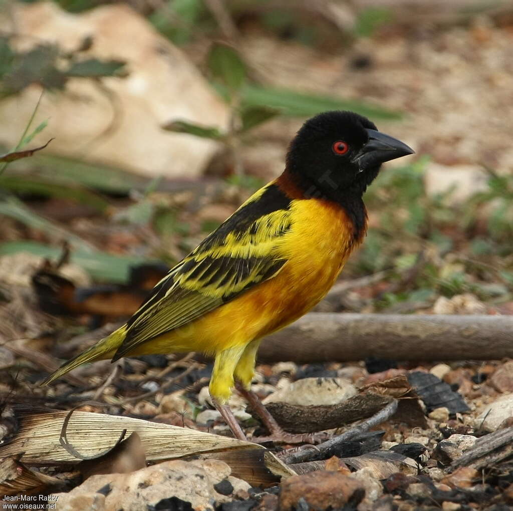 Village Weaver male adult breeding, identification