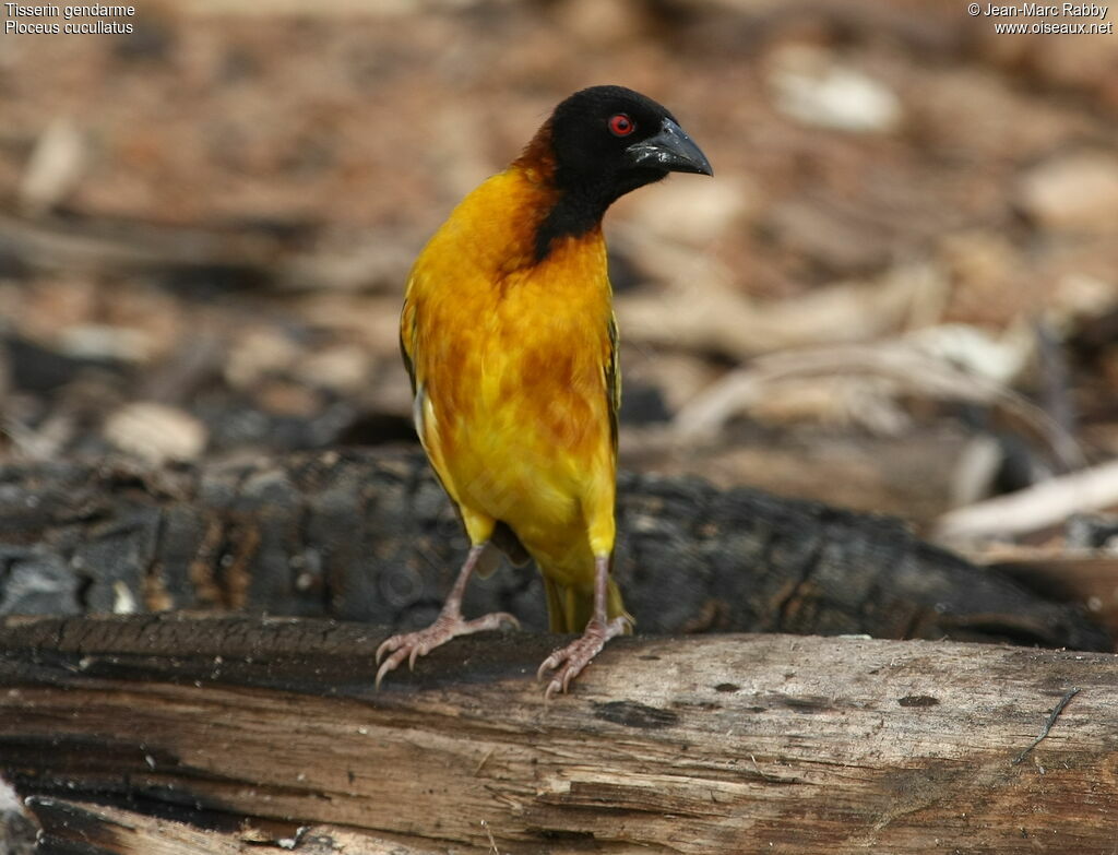 Village Weaver male, identification