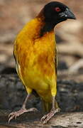 Village Weaver