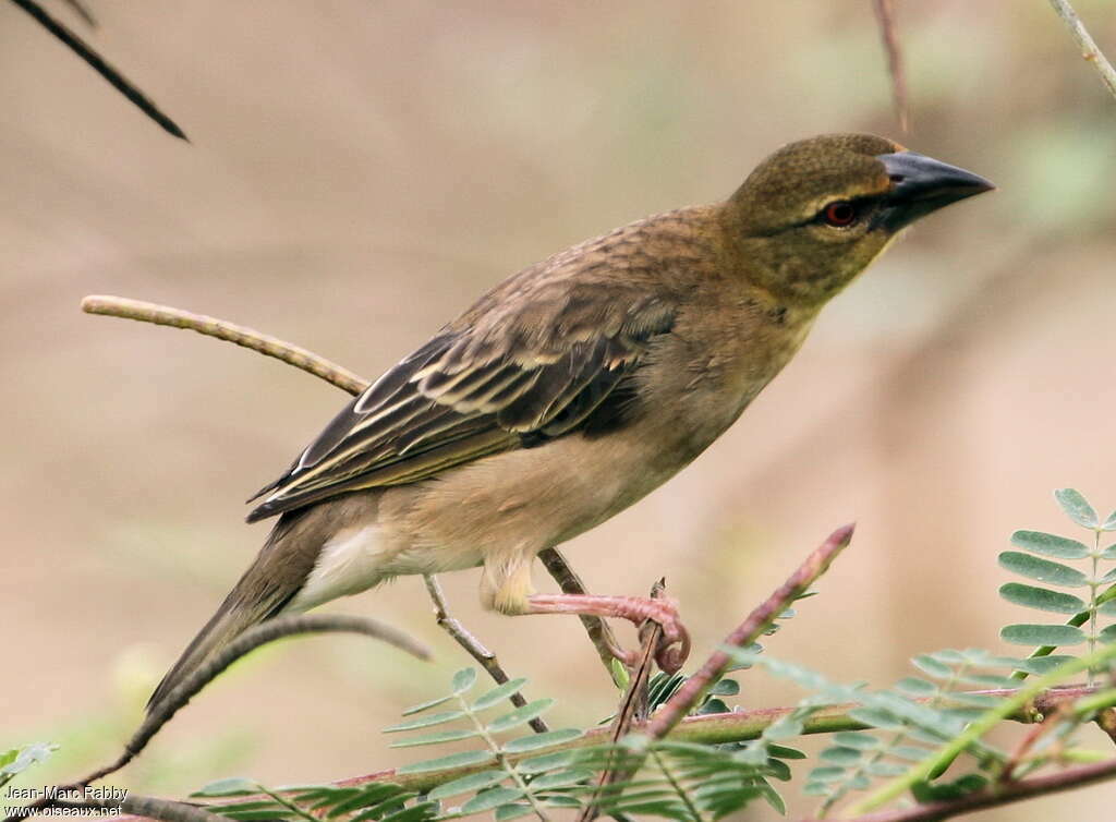 Tisserin gendarmeimmature, identification