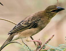 Village Weaver