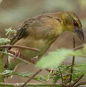 Village Weaver