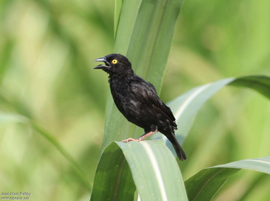 Tisserin noir mâle adulte, identification