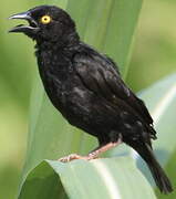 Vieillot's Black Weaver