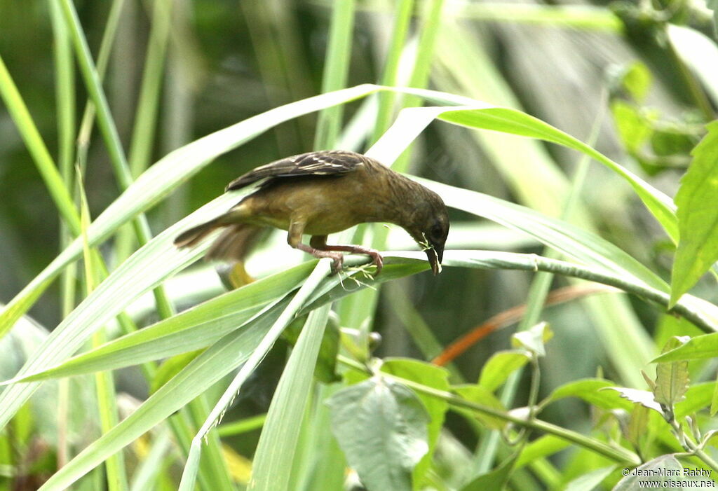 Tisserin noir femelle immature, identification