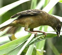 Vieillot's Black Weaver