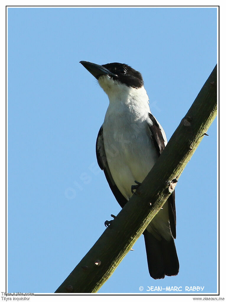 Tityre à tête noire, identification