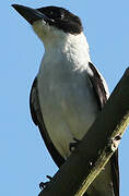 Black-crowned Tityra