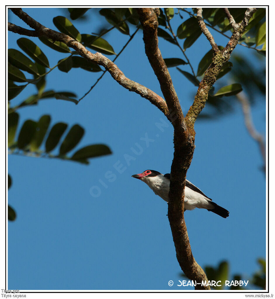 Black-tailed Tityra, identification