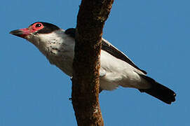 Black-tailed Tityra