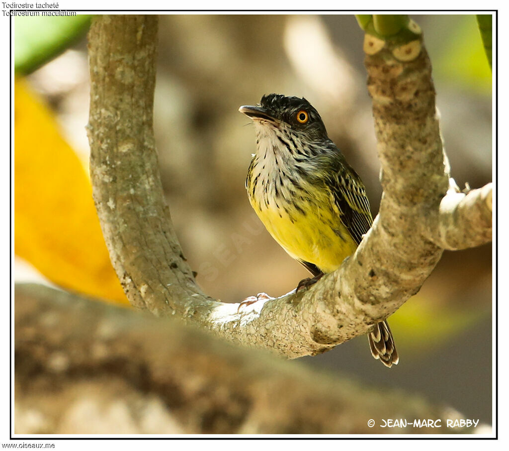 Spotted Tody-Flycatcher, identification