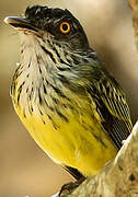 Spotted Tody-Flycatcher