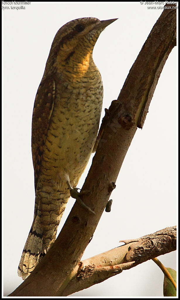 Eurasian Wryneck, identification