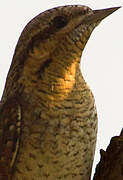 Eurasian Wryneck