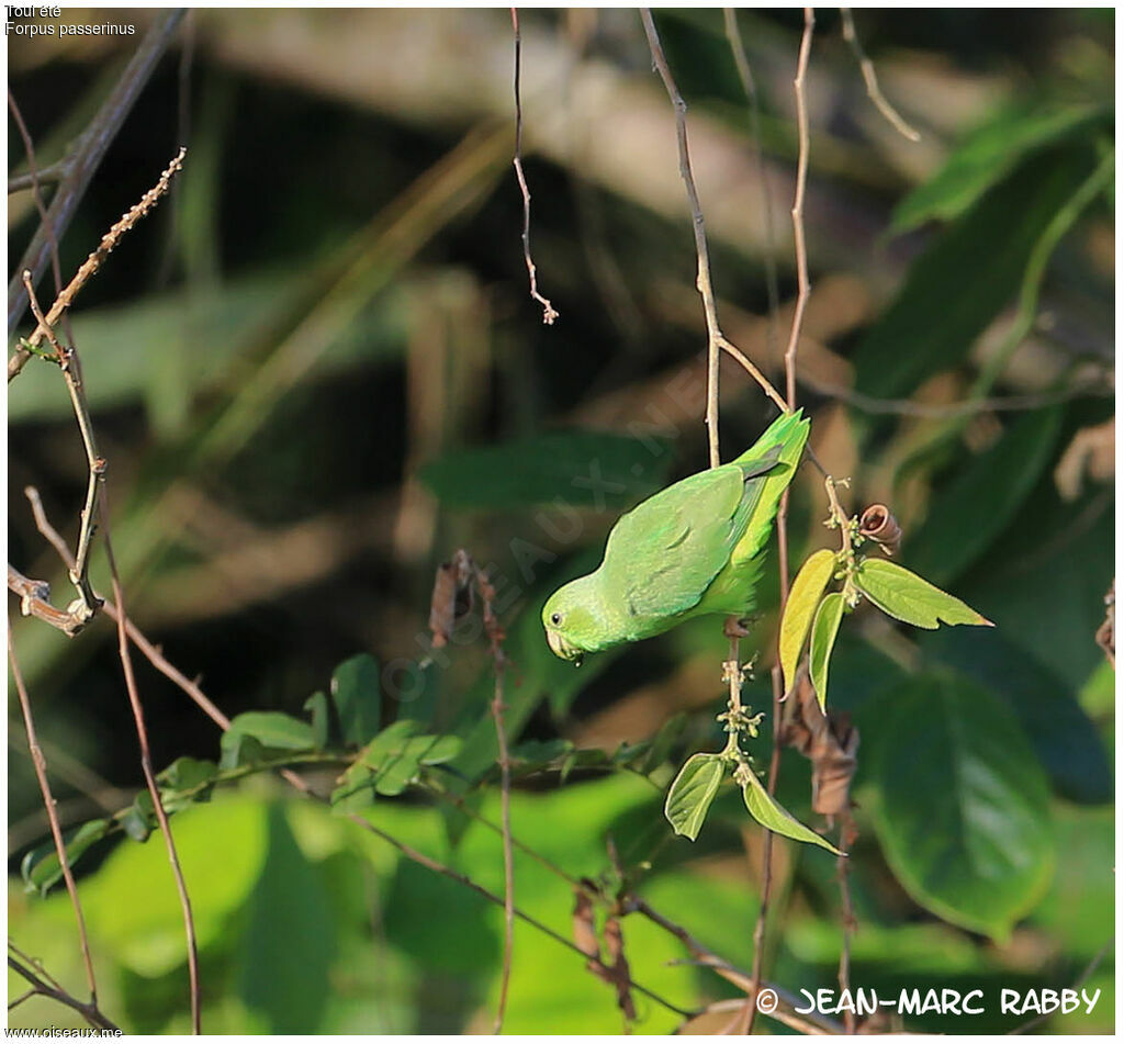 Green-rumped Parrotlet, identification