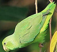 Green-rumped Parrotlet