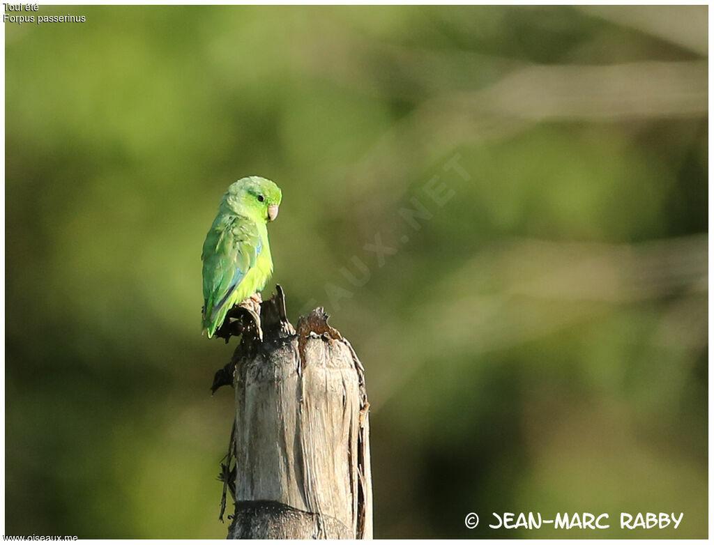 Green-rumped Parrotlet, identification