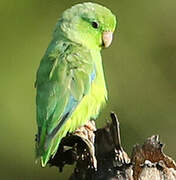 Green-rumped Parrotlet