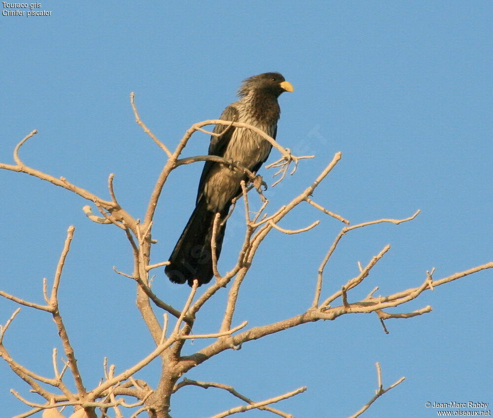 Western Plantain-eater, identification