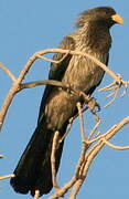 Western Plantain-eater