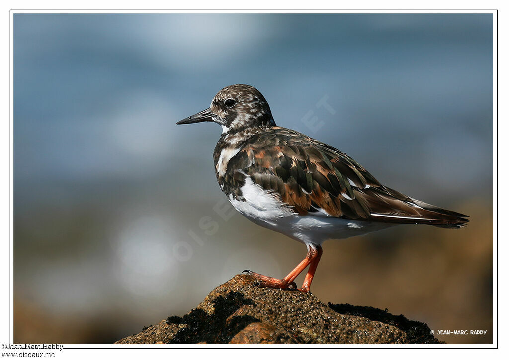 Tournepierre à collier, identification