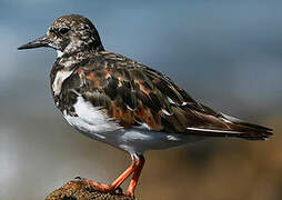 Ruddy Turnstone