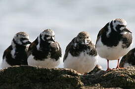 Ruddy Turnstone