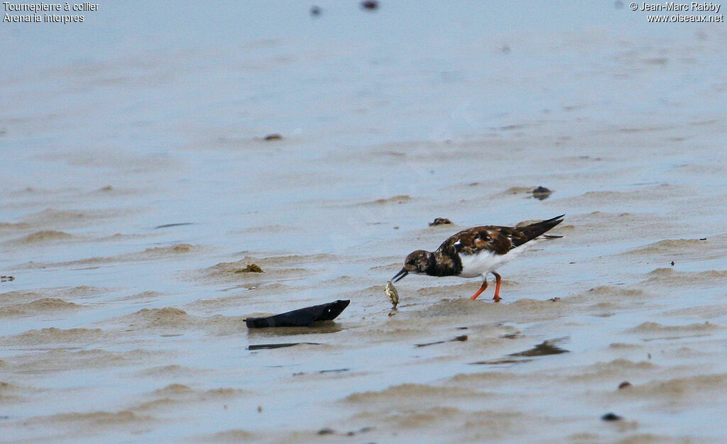 Ruddy Turnstone