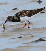 Ruddy Turnstone