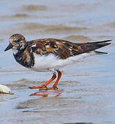 Ruddy Turnstone