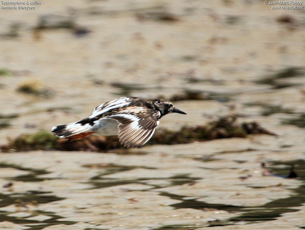 Ruddy Turnstone, Flight