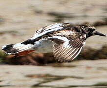 Ruddy Turnstone