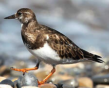 Ruddy Turnstone