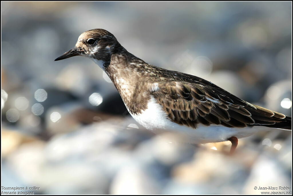 Tournepierre à collier, identification