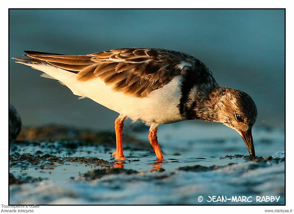 Tournepierre à collier, identification