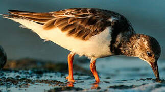 Ruddy Turnstone