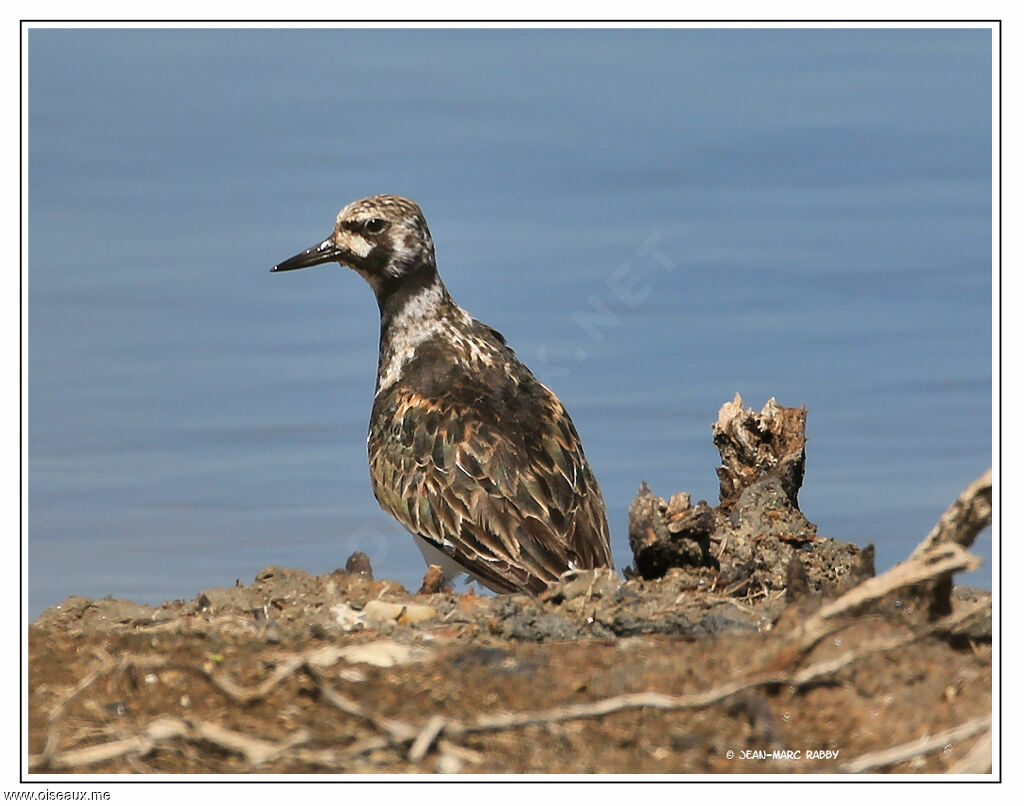 Tournepierre à collier, identification