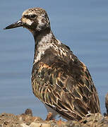 Ruddy Turnstone