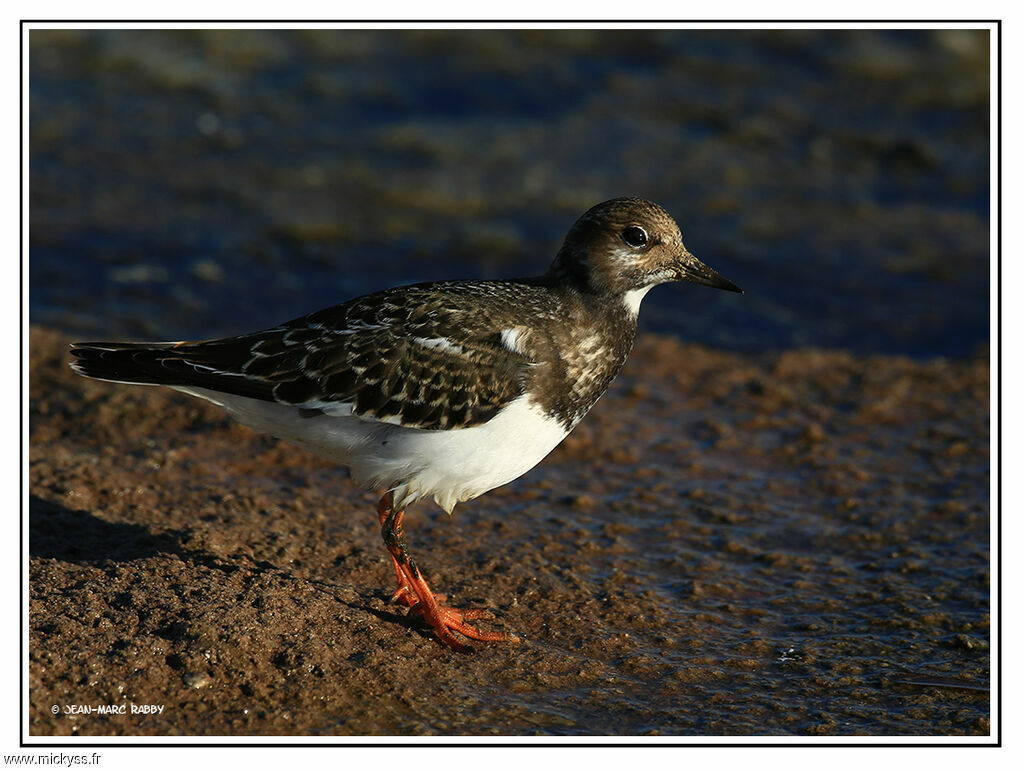 Tournepierre à collier1ère année, identification