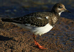 Ruddy Turnstone