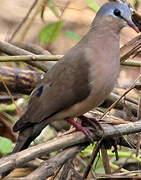 Blue-spotted Wood Dove