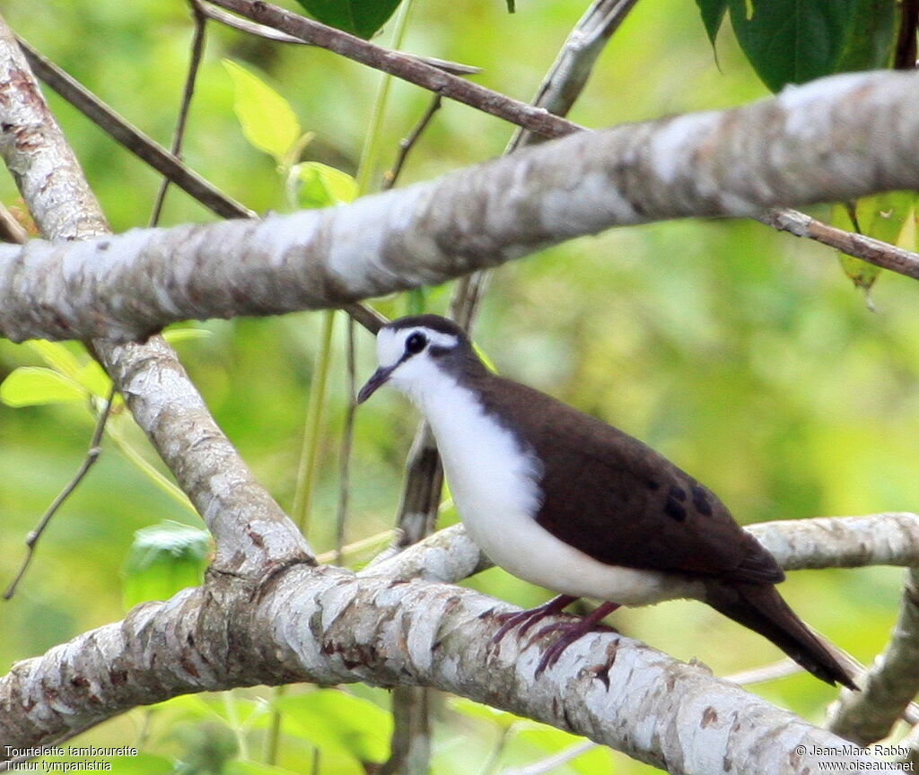 Tourtelette tambourette mâle, identification