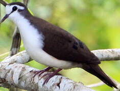 Tambourine Dove