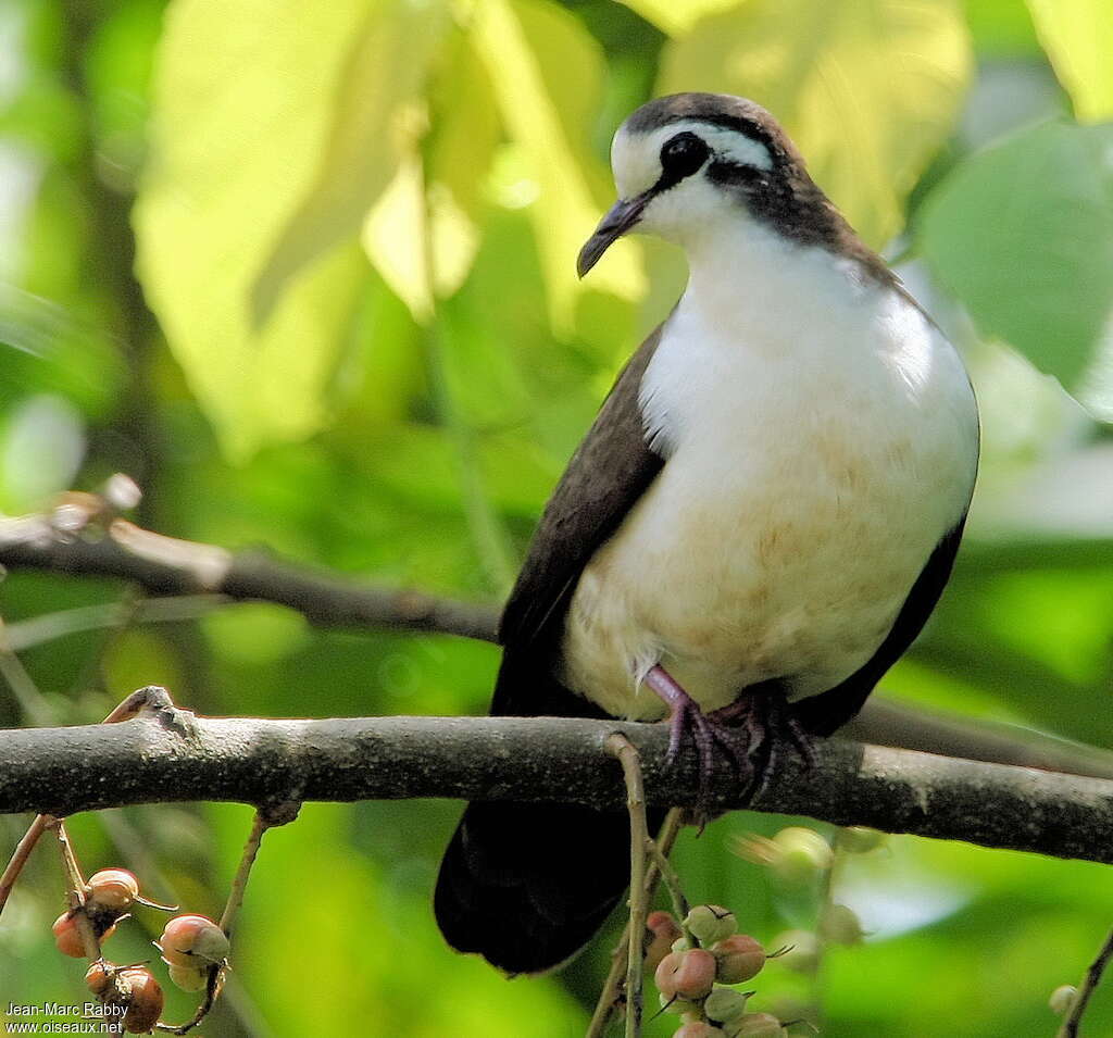 Tambourine Doveadult, identification