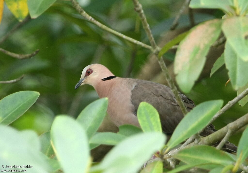 Red-eyed Dove